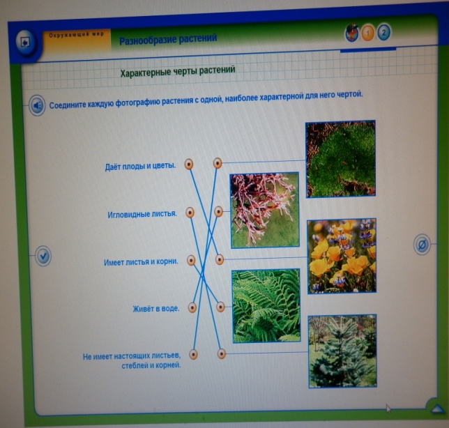 Занятие на тему: Разнообразие растений (3 класс)