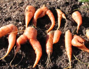 Исследовательская работа Влияние густоты посева на урожай. Культура морковь