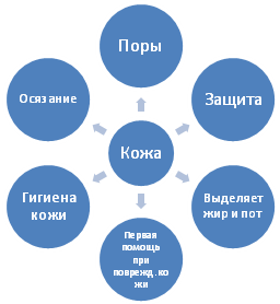 Технологическая карта урока по теме Надежная защита организма.