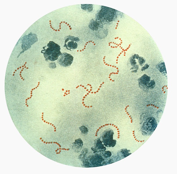 Конспект занятия для областной очно-заочной школы «Юный микробиолог» «Знакомство с микроорганизмами»