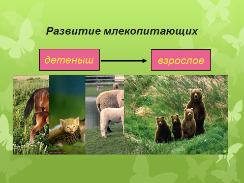 Конспект урока познание мира на тему Размножение животных (2 класс)