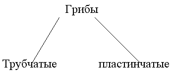 Конспект урока биологии с использованием презентации по теме: «Шляпочные грибы». 6 класс.