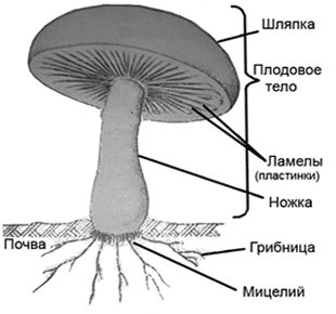 Конспект урока биологии с использованием презентации по теме: «Шляпочные грибы». 6 класс.