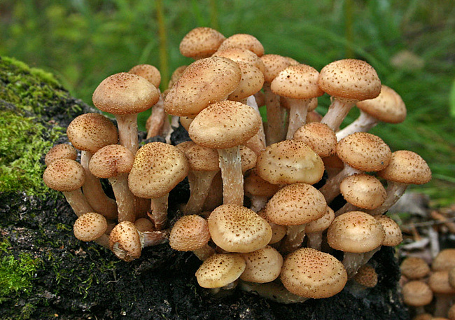 Конспект урока биологии с использованием презентации по теме: «Шляпочные грибы». 6 класс.