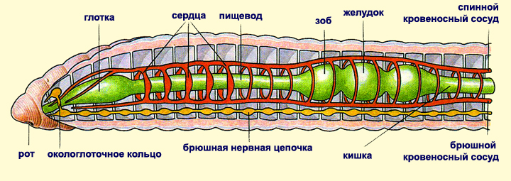 Биология пәнінен Зертханалық жұмыс (7 сынып)