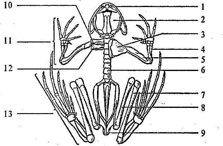Биология 7 класс картинки. Строение скелета лягушки биология. Класс земноводные скелет лягушки. Строение скелета Озерной лягушки. Скелет лягушки 7 класс биология.