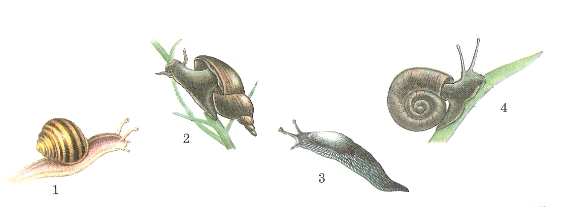 Биология пәнінен сабақ жоспары Ұлулар типіне жататын жәндіктердің негізгі ерекшеліктері (7 сынып)