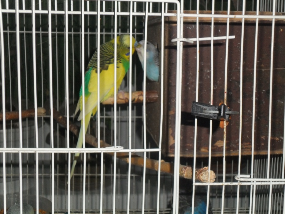 Исследовательская работа Изучение попугаев и разведение их в домашних условиях.