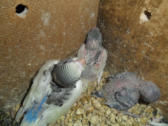 Исследовательская работа Изучение попугаев и разведение их в домашних условиях.