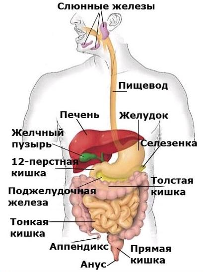 Конспект урока по Окружающему миру во 2 классе на тему Строение тела человека