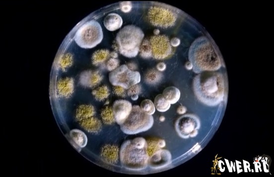 Урок биологии на тему «Плесневые грибы и дрожжи» (5 класс)