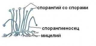 Урок биологии на тему «Плесневые грибы и дрожжи» (5 класс)