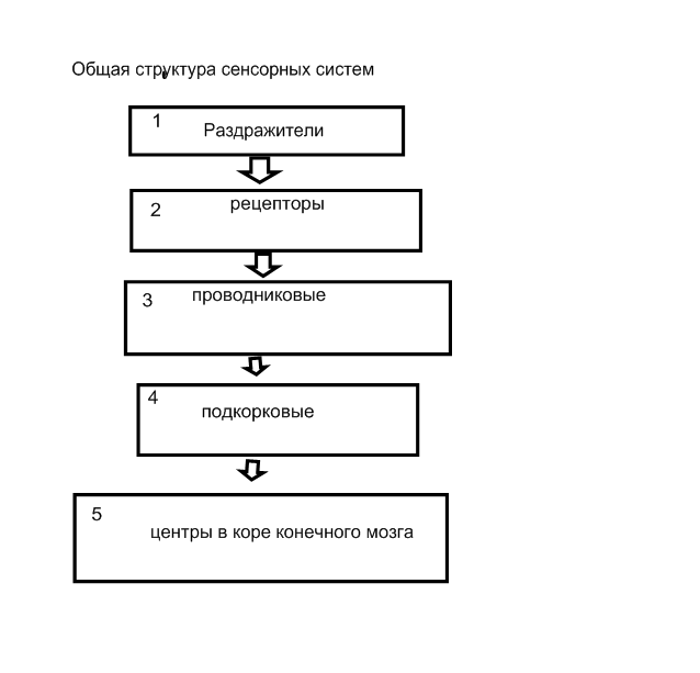 Общая схема сенсорной системы