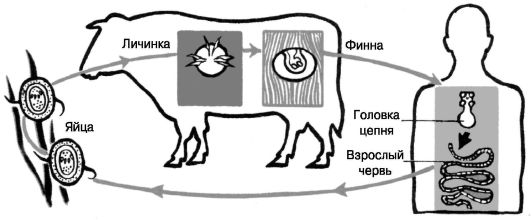 Проверочная работа Плоские черви 7 класс