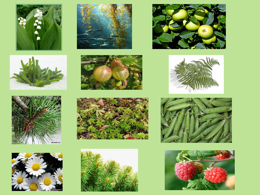 Конспект урока по окружающему миру на тему Разнообразие растений3 класс