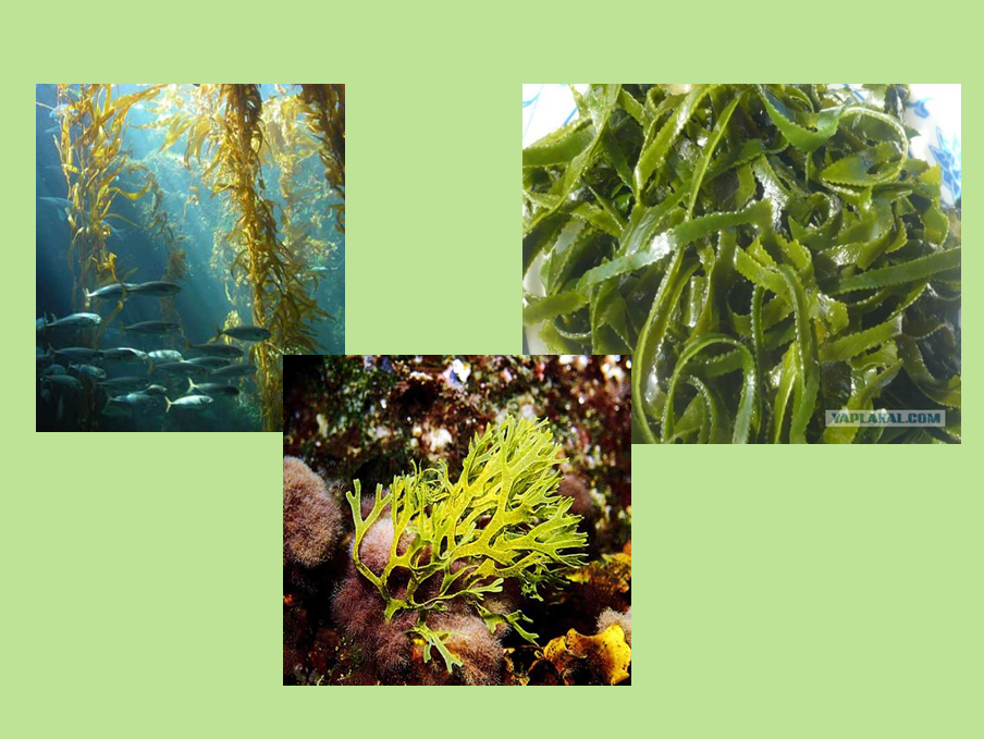Фукус группа. Водоросли 3 класс окружающий мир. Водоросли это растения. Разнообразие растений водоросли. Группа растений водоросли.