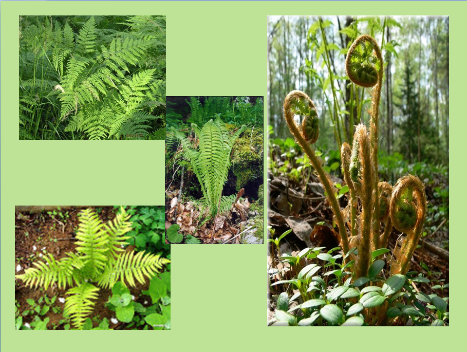 Приведите по три примера растений папоротники. 3 Папоротниковидных растений. Разнообразие растений папоротники. Разнообразие папоротниковидных. Класс папоротниковые растения.