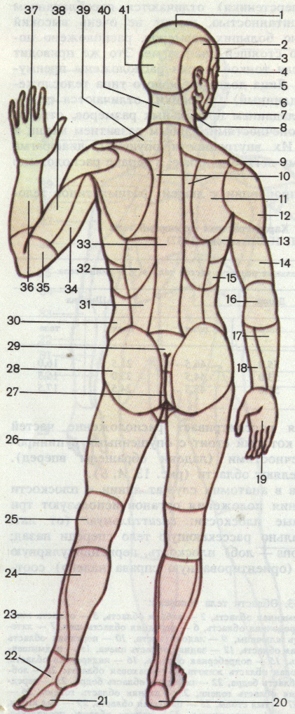 Методические указания для практических занятий по анатомии и физиологии человека