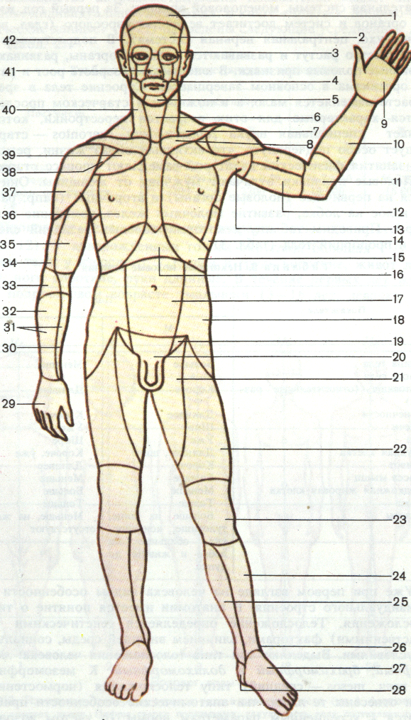 Методические указания для практических занятий по анатомии и физиологии человека