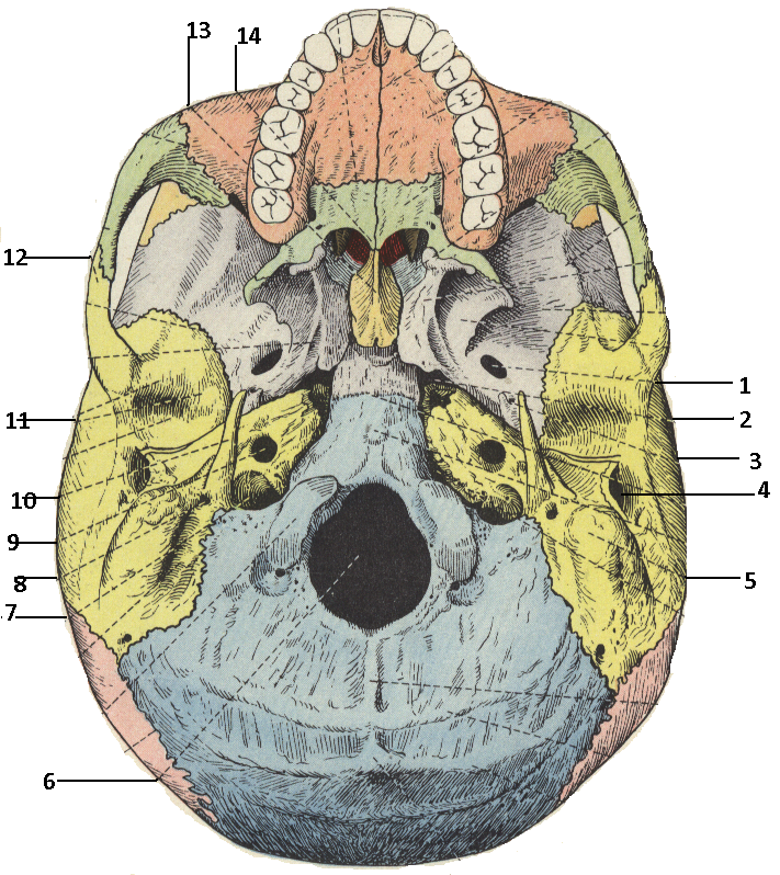 Мозговое основание черепа. Основание черепа Черепные ямки. Наружное основание черепа ямки. Внутренне основание черепа анатомия. Ямки внутреннего основания черепа.