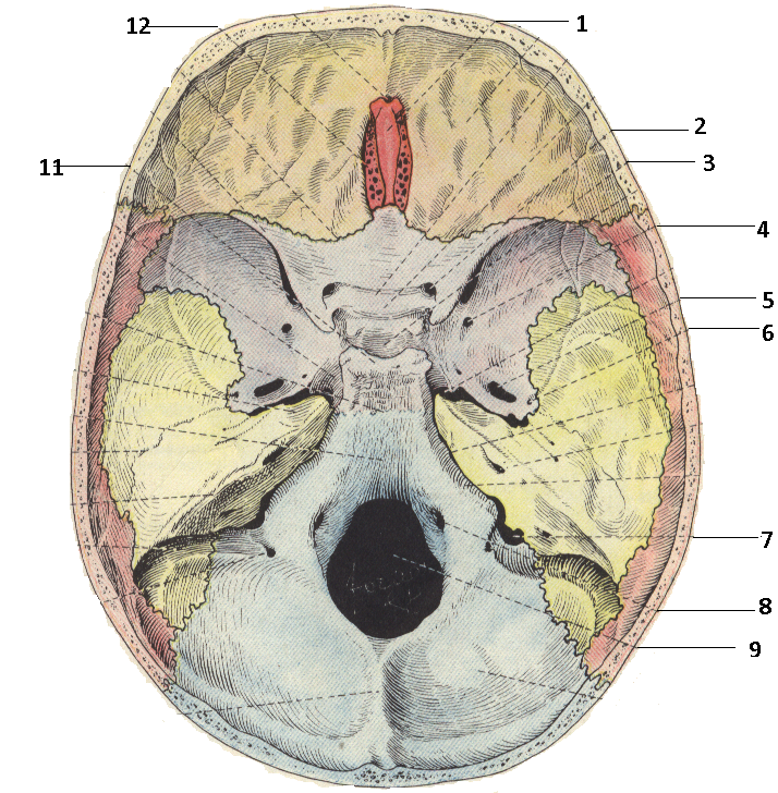 Мозговое основание черепа. Основание черепа Черепные ямки. Черепные ямки внутреннего основания черепа. Внутреннее основание черепа анатомия ямки. Основание черепа ямки отверстия.