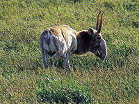 Внеклассное мероприятие Сайгак - степная антилопа