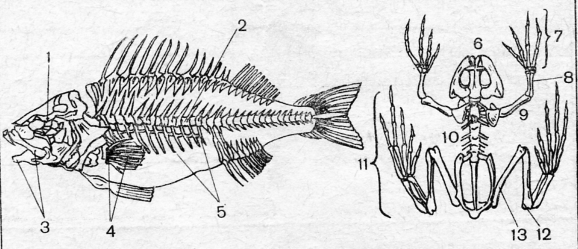 Внутренний скелет костной рыбы. Рыбы опорно-двигательная система внутренний скелет. Строение скелета костистой рыбы. Скелет рыбы строение биология. Сравнение скелета рыб и амфибий.