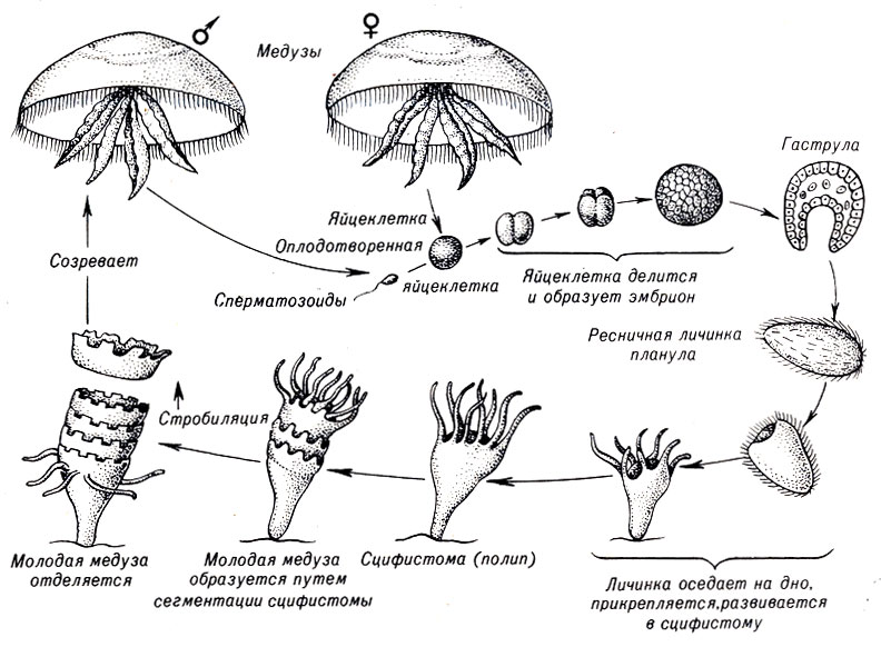 Конспект урока по биологии на тему Размножение гидры. Значение в природе (7 класс).