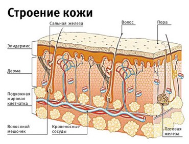 Строение и функции кожи (урок биологии в 8 классе)