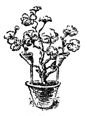 Исследовательская работа на тему Пеларгония: главный цветок в любом доме