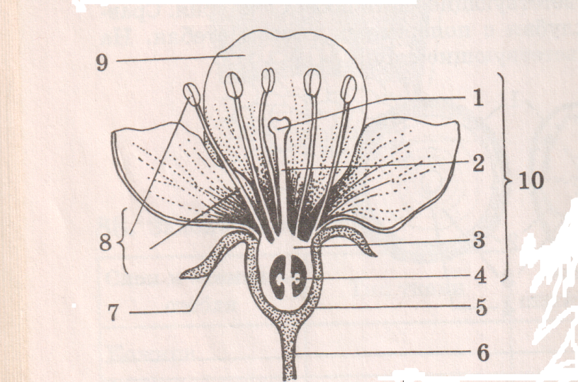Тематическая проверочная работа по биологии Цветок и его строение (6 класс)