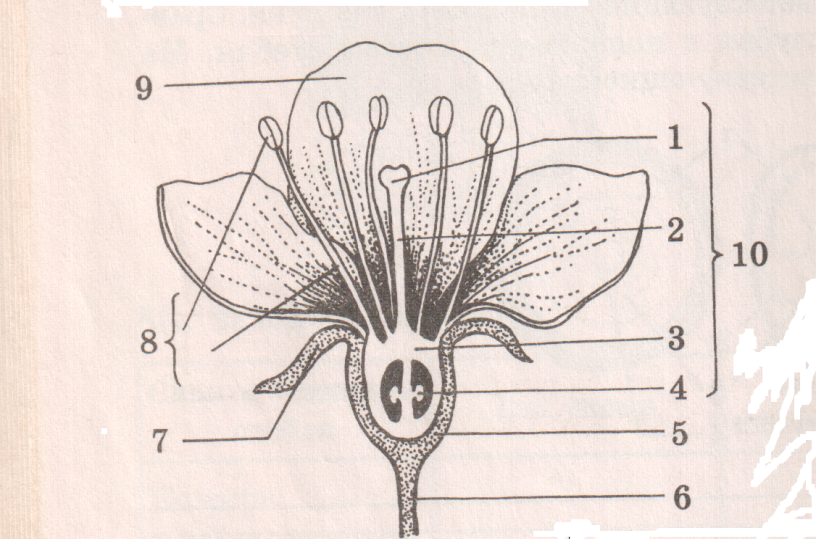 Строение цветка 6 класс биология рисунок с подписями