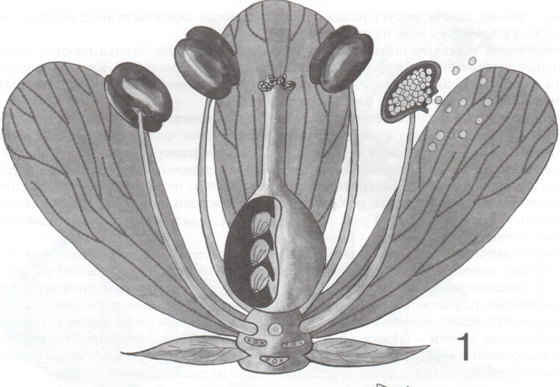 Тематическая проверочная работа по биологии Цветок и его строение (6 класс)