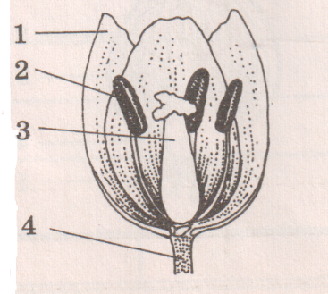 Части цветка тюльпана. Схема цветка тюльпана биология 6 класс. Строение цветка тюльпана биология. Пестик тюльпана рисунок. Проверочная работа по биологии 6 класс цветок.