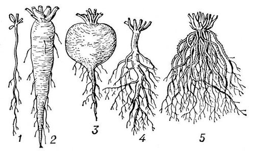 Тест «Многообразие растений и их значение. Комнатные растения»
