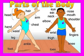 Открытый урок на тему Parts of body