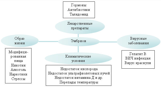 Урок по биологии на тему Эмбриональный период развития ( 9 класс)