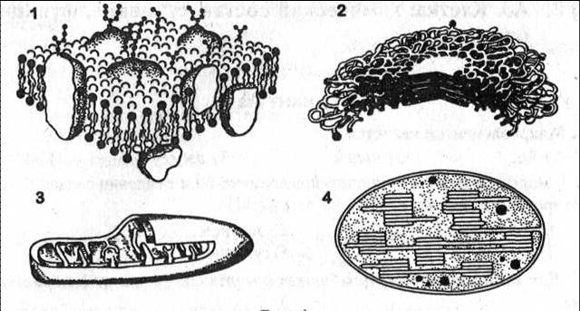 Тематический тест, 10 класс по теме Строение и функции клеток