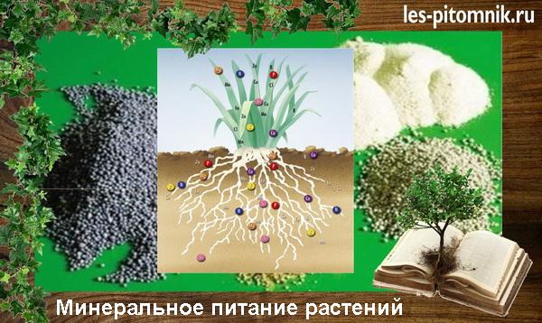 Научно-исследовательская (реферативная) работа: «Минеральное питание почвы и растений»