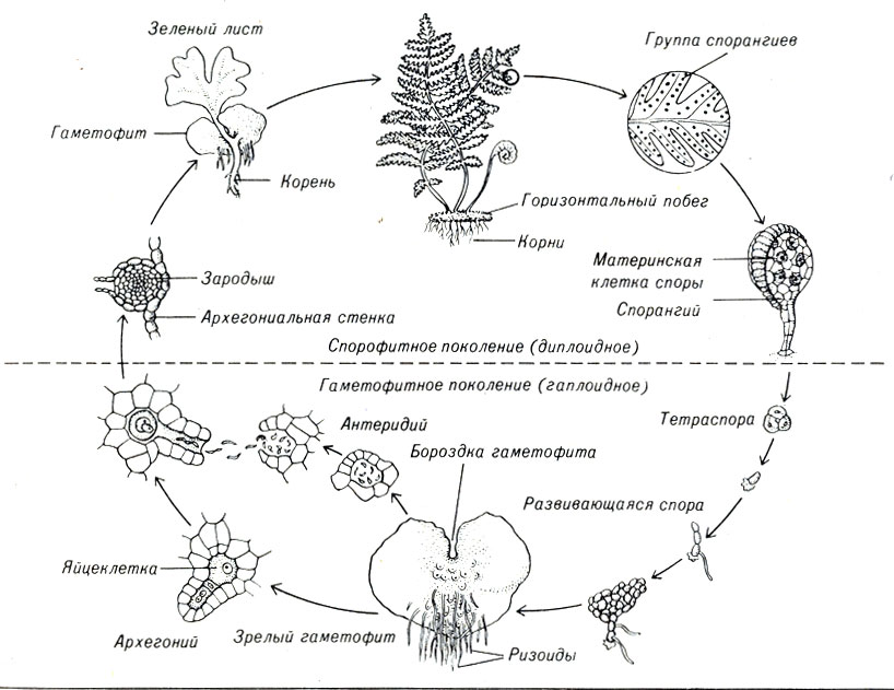 Конспект по биологии на тему Плоидность мхов и папоротников при размножении.