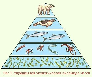 Разработка урока Роль и строение экосистемы (10 класс)