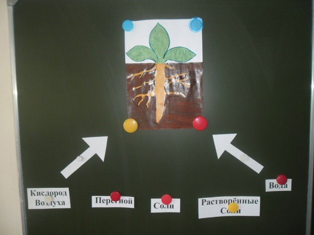 Открытый урок по окружающему миру на тему Почва (3 класс)
