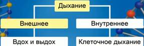 Конспект урока по биологии 7 класс Строение органов дыхания