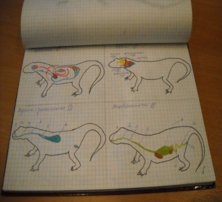 Создание зооальбома на уроках биологии (7 класс)