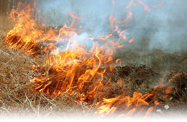 Экологические последствия сжигания сухих листьев и травы