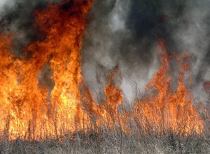 Экологические последствия сжигания сухих листьев и травы