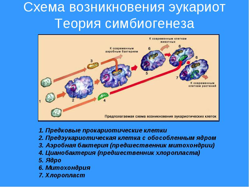 Конспект урока по биологии на тему Начальные этапы биологической эволюции возникновение фотосинтеза, эукариот, полового процесса и многоклеточности (11 класс).