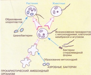 Конспект урока по биологии на тему Начальные этапы биологической эволюции возникновение фотосинтеза, эукариот, полового процесса и многоклеточности (11 класс).