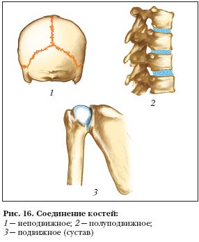 Типы соединения костей грудного отдела. Типы соединения костей полуподвижные. Типы соединения костей полуподвижные подвижные неподвижные. Биология 8 кл.соединение костей. Неподвижный Тип соединения костей.