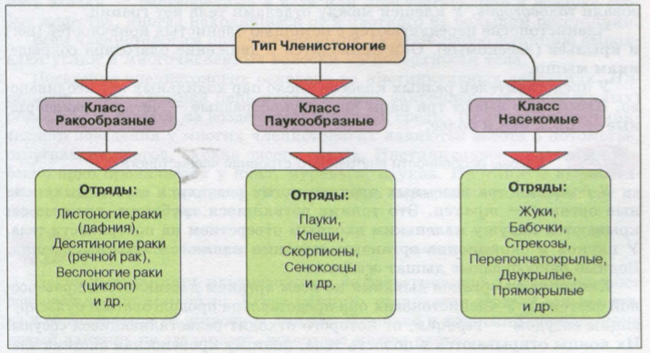 Урок обобщение материала по теме Тип членистоногие (7 класс).